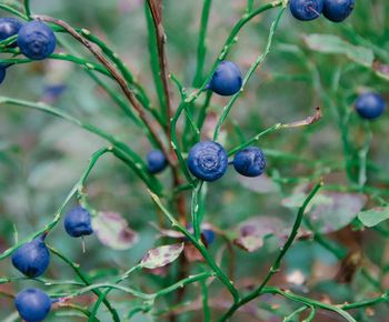 Close-up of berries growing on tree