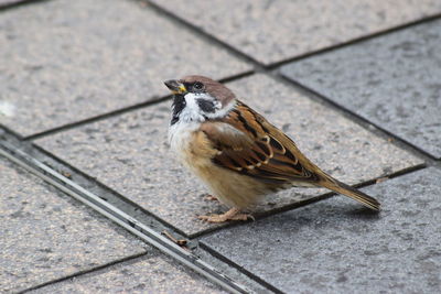 Close-up of bird perching on floor