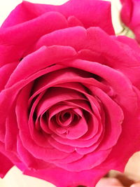 Close-up of pink rose