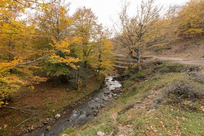 Scenic view of stream in forest during autumn