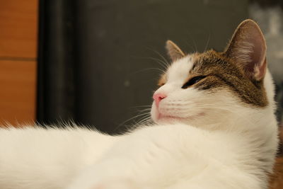 Close-up of a cat at home