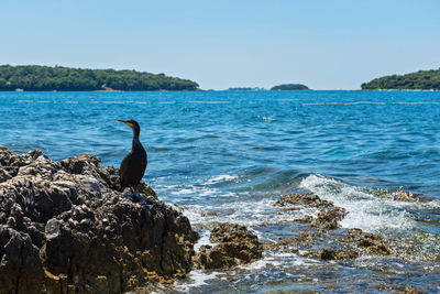 Birds perching on rock in sea against sky