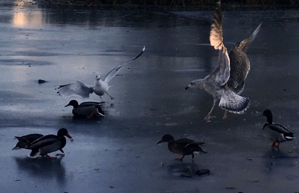 BIRDS FLYING OVER WATER