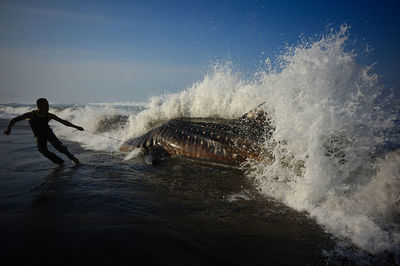 Boy pulling large dead fish from sea on shore at beach