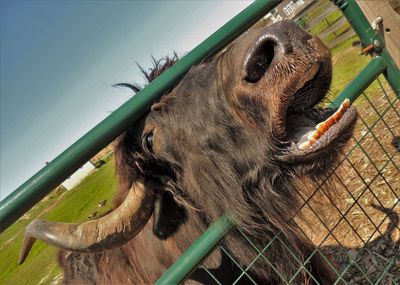 Close-up of yak