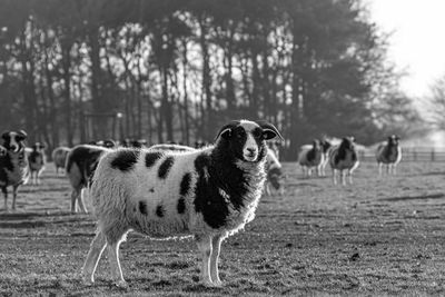 Sheep on field