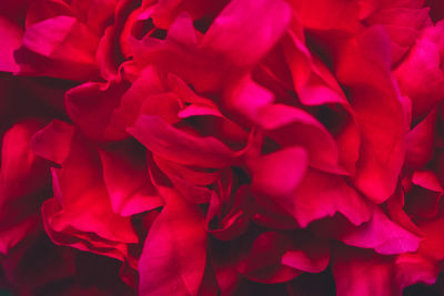 Full frame shot of red roses