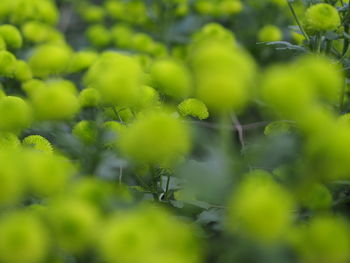 Full frame shot of fresh green plants