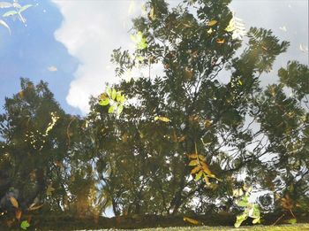 Low angle view of tree against sky