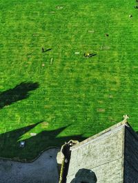 High angle view of a bird on field