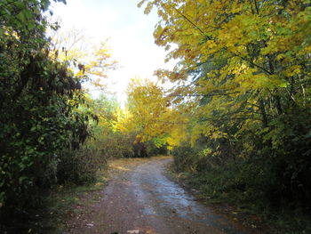 Road amidst trees during autumn