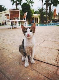 Portrait of white cat sitting on tiled floor