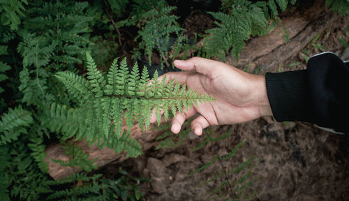 Cropped hand of man hand holding plants