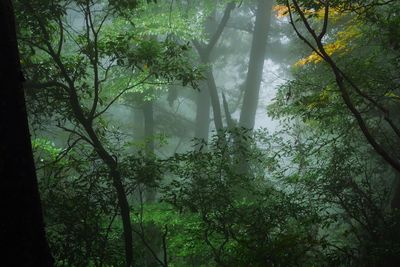 Trees in forest