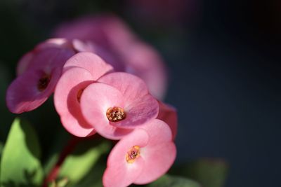 Close-up of pink flower