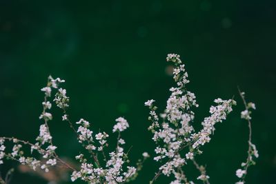 Close-up of white flowering plant