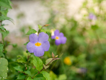 Close-up of purple flowering plant