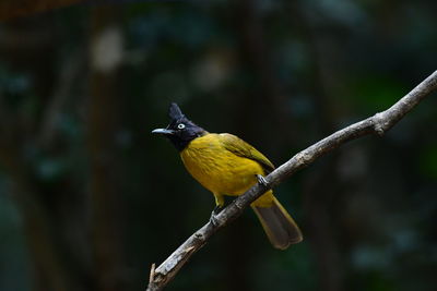 Close-up of bird perching on branch