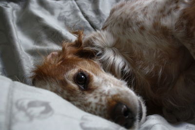 Sweet dog looking at the camera