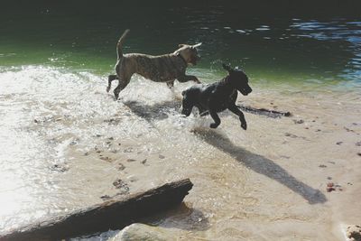 Dogs playing in water at beach