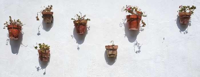 Potted plants hanging on white wall