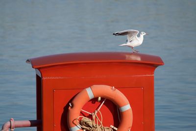 Seagull perching on buoy in sea