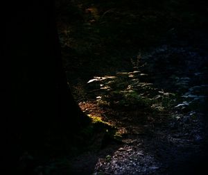 Close-up of iguana in forest at night