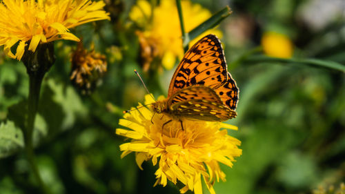 Close-up of butterfly pollinating on yellow flower