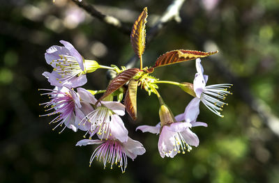 Close-up of purple flowering plant