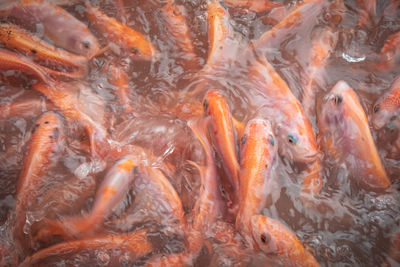 Close up of fish in a fish farm