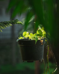 Close-up of potted plant in pot