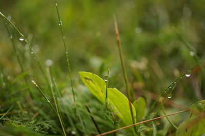 Close-up of insect on grass