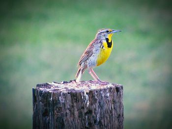 Close-up of bird perching on wooden post