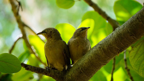 Birds perching on branch