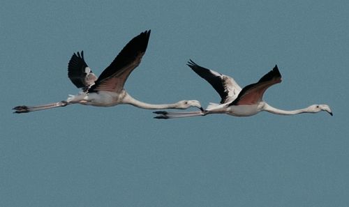 Low angle view of seagulls flying