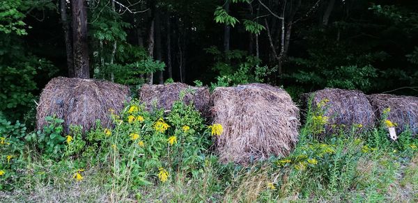 Flowers growing in field