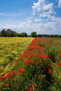 Scenic view of red flowering plants on field against sky