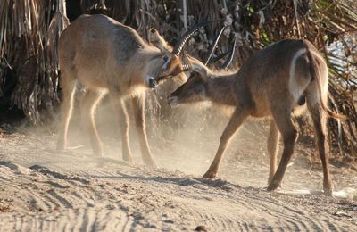 Two antelope fighting