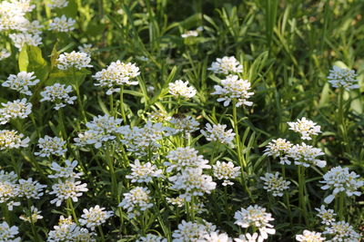Close-up of white flowering plants on field