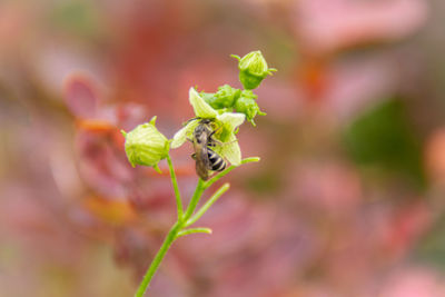 Close-up of flowering plant