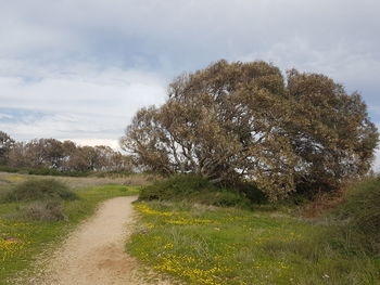 Trees on field against sky