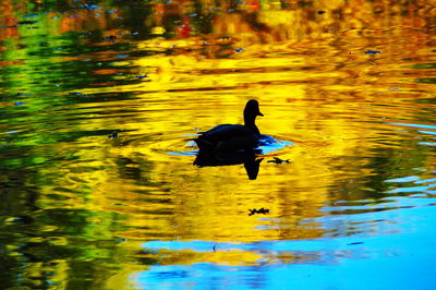 Duck swimming in lake