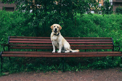 Portrait of dog sitting on bench in park