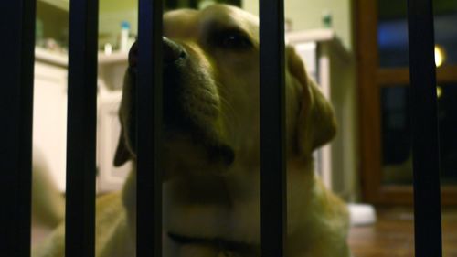 Close-up of cat in cage