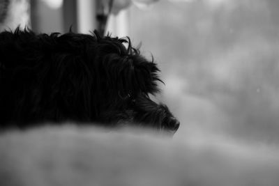 Close-up of dog against sky
