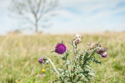 Close-up of thistle blooming against sky