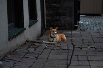 Cat sitting on sidewalk
