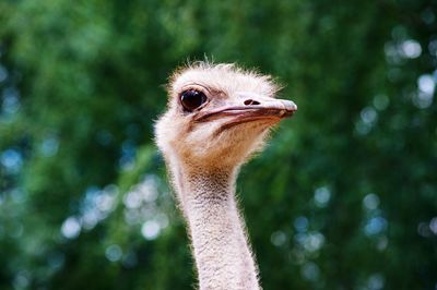 Close-up portrait of ostrich