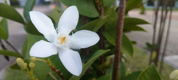 flower