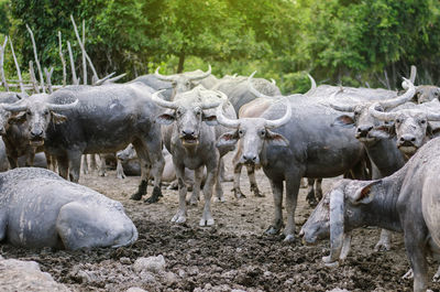 Buffalo in a field